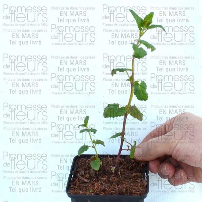 Example of Agastache Summer Love Godet de 8/9 cm as you get