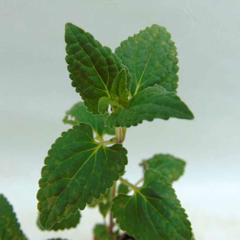 Agastache Summer Love (Foliage)