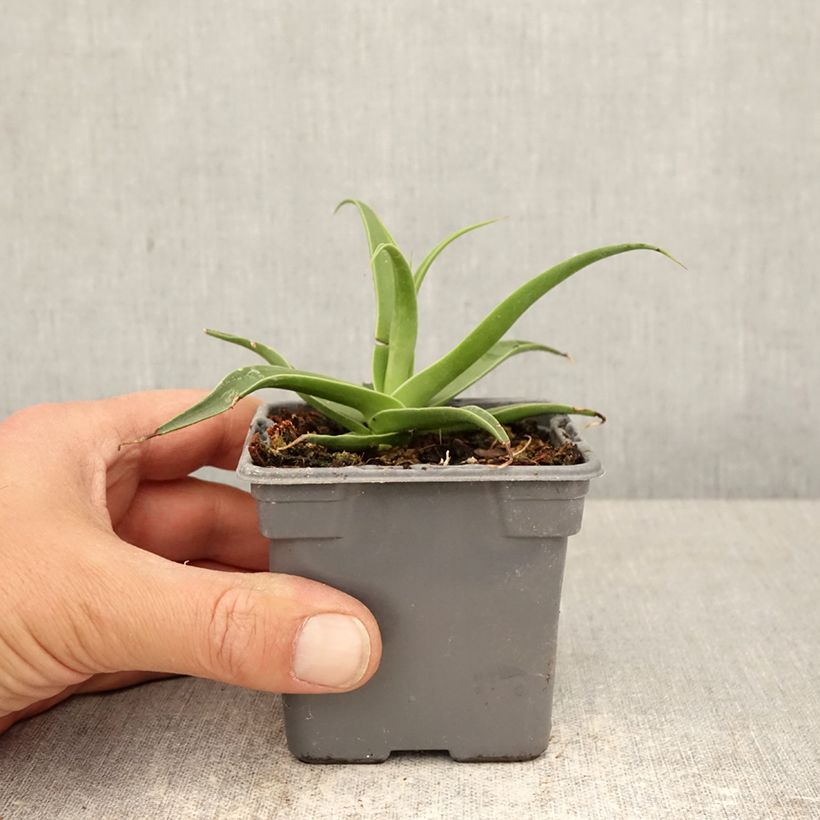 Spécimen de Agave bracteosa Godet de 8/9 cm tel que livré au printemps