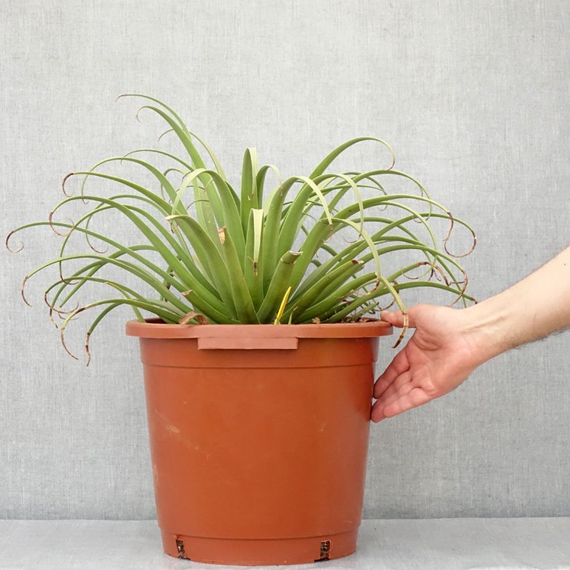 Example of Agave bracteosa Pot de 12L/15L, 40/60 diamètre as you get in printemps