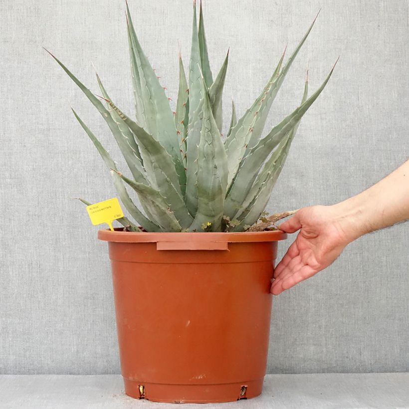 Example of Agave chrysantha - Agave doré Pot de 12L/15L, 40/50 diamètre as you get in printemps