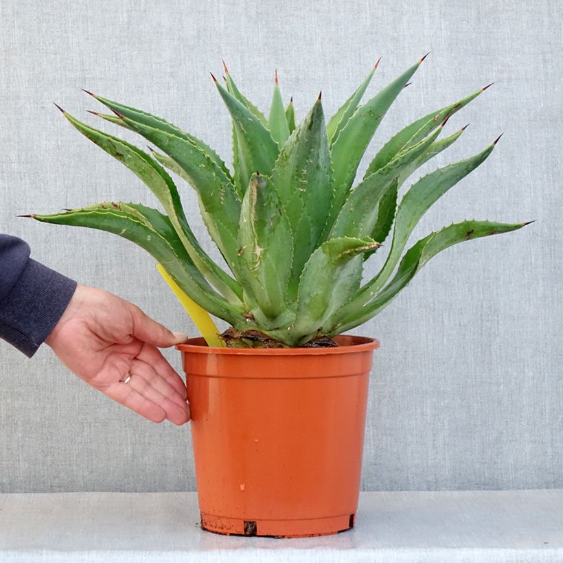 Example of Agave desmetiana Pot de 4L/5L, 25/30 diamètre as you get in printemps