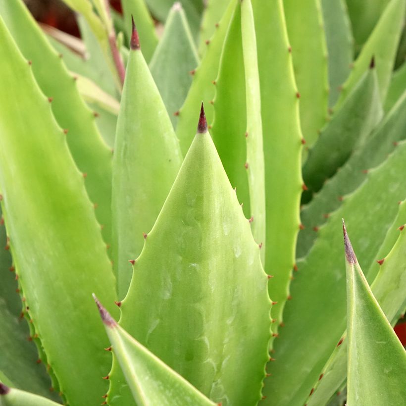 Agave fourcroydes - Henequen (Foliage)