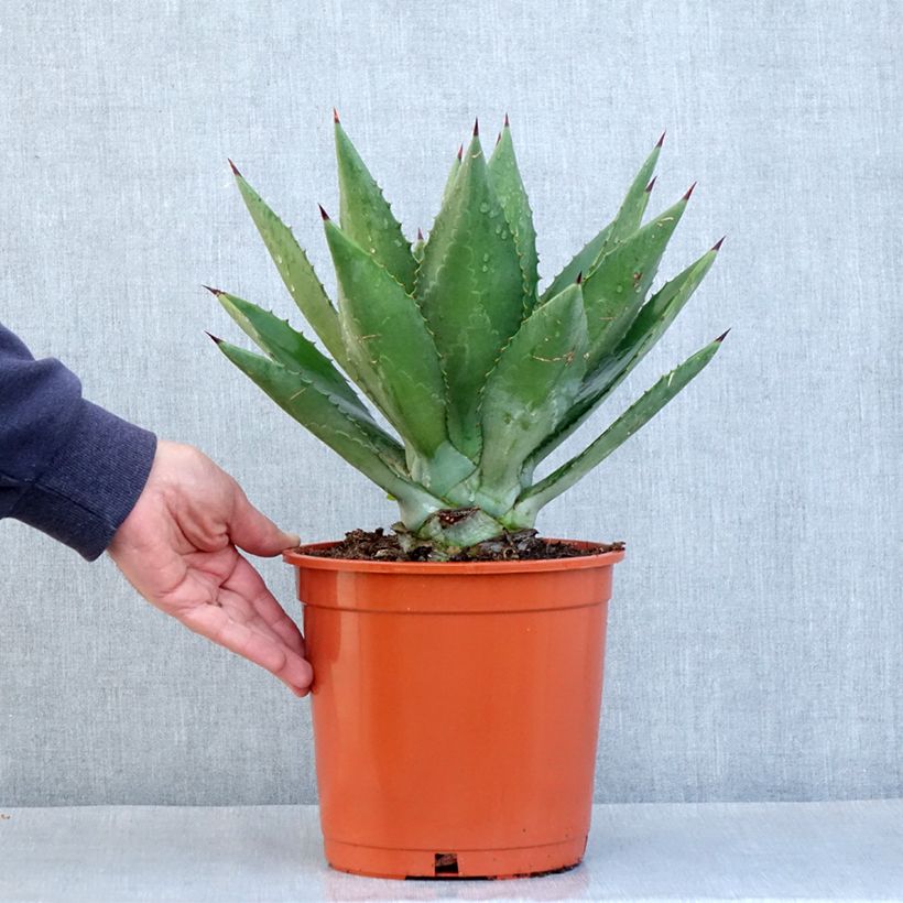 Example of Agave fourcroydes - Henequen Pot de 4L/5L, 25/30 diamètre as you get in printemps
