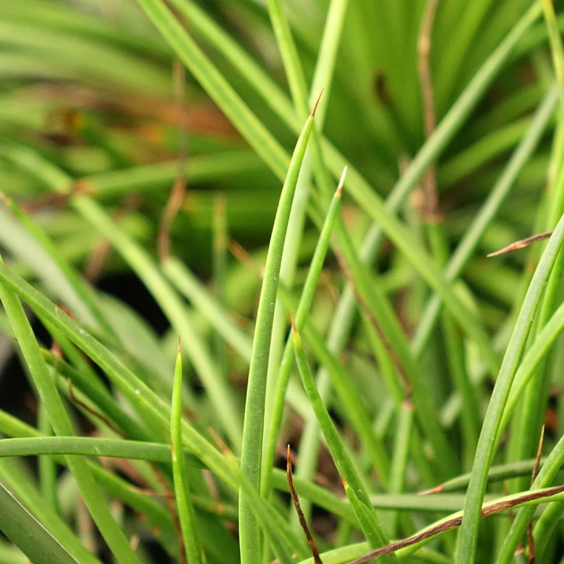 Agave geminiflora - Agave à fleurs jumelles (Foliage)