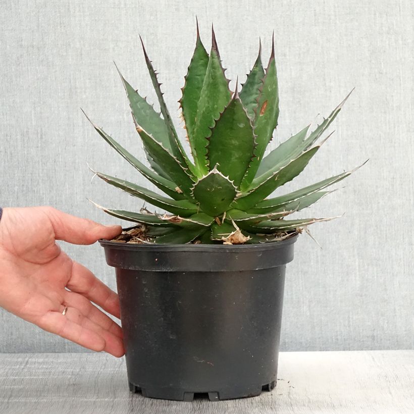 Example of Agave horrida Pot de 3L/4L as you get in printemps