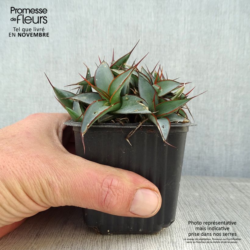 Spécimen de Agave impressa Impressive Godet de 8/9 cm tel que livré en automne