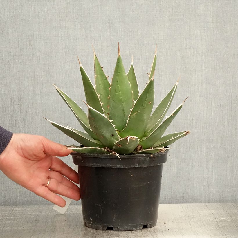Example of Agave kerchovei Pot de 3L/4L as you get in printemps