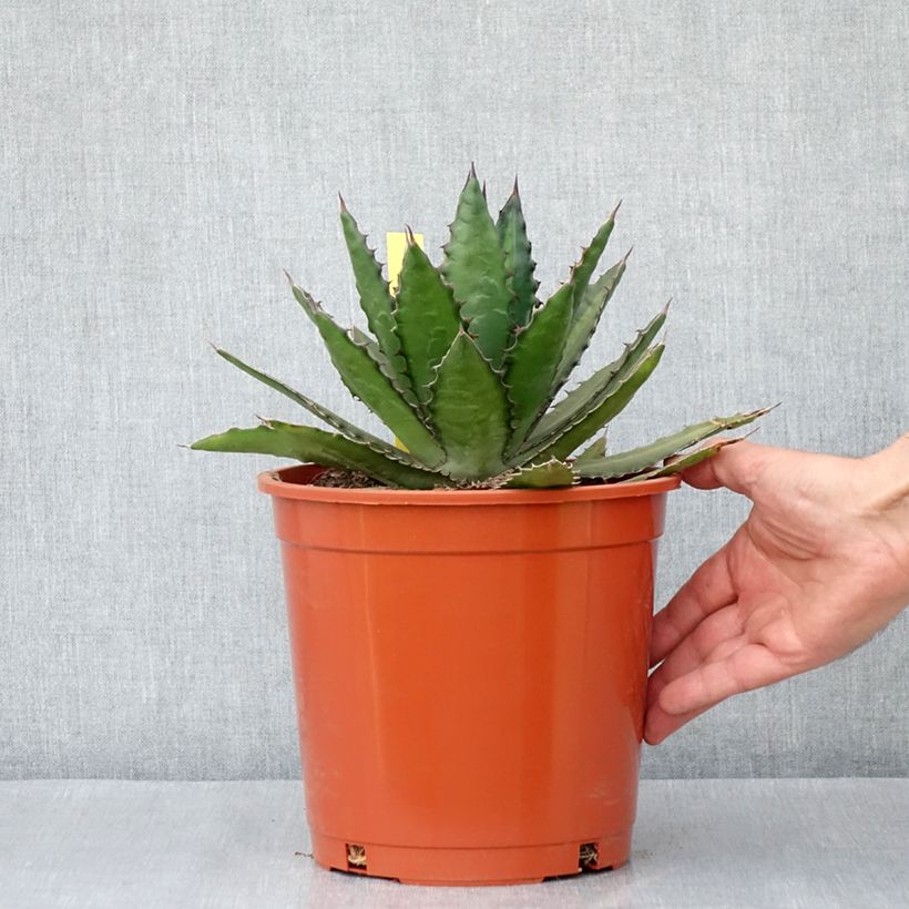 Example of Agave lophantha - Agave à crête épineuse Pot de 4L/5L, 20/25 diamètre as you get in printemps