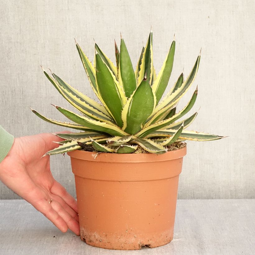 Spécimen de Agave lophantha Quadricolor - Agave à quatre couleurs Pot de 3L/4L tel que livré en hiver