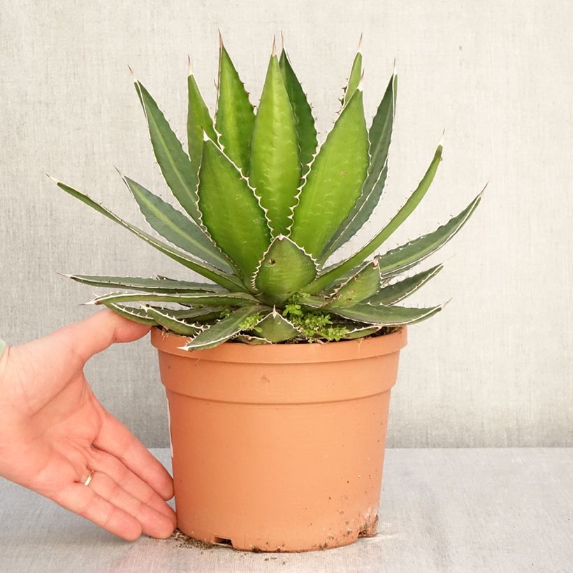 Spécimen de Agave lophantha Splendida - Agave bicolore Pot de 3L/4L tel que livré en hiver
