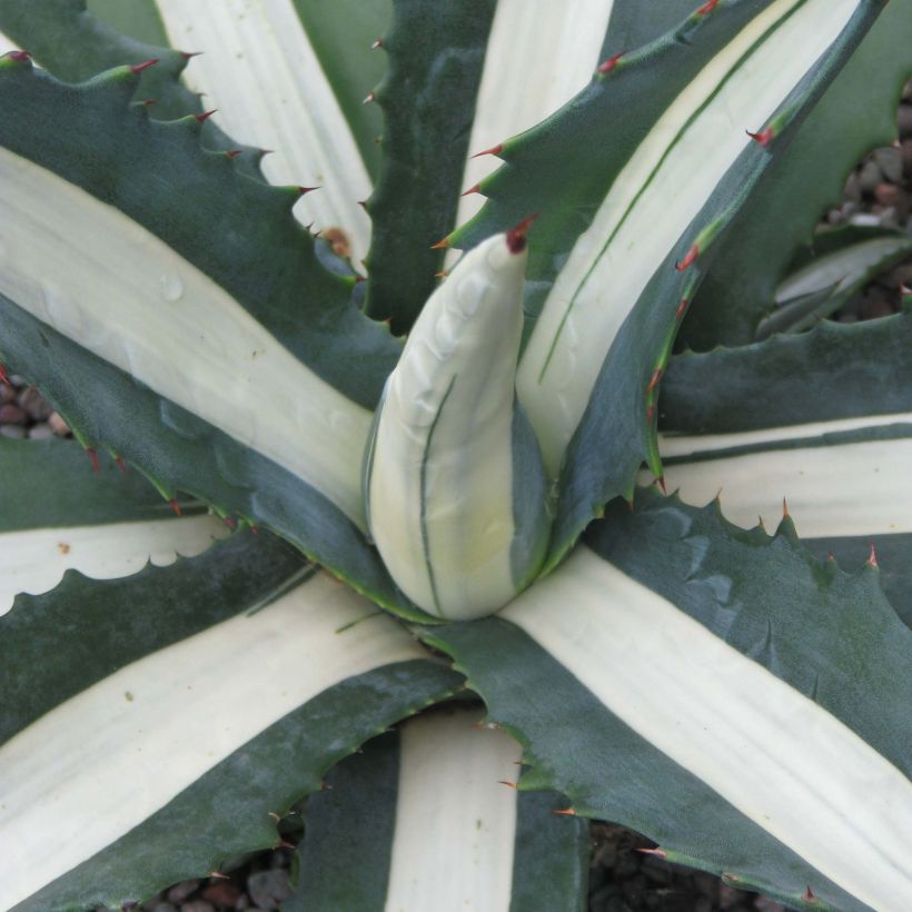 Agave Mediopicta Alba - Agave d'Amérique (Foliage)
