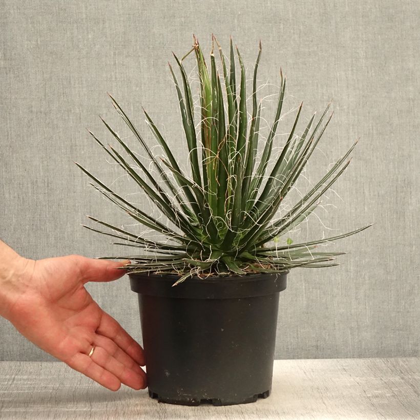 Example of Agave multifilifera - Agave des montagnes Pot de 3L/4L as you get in printemps