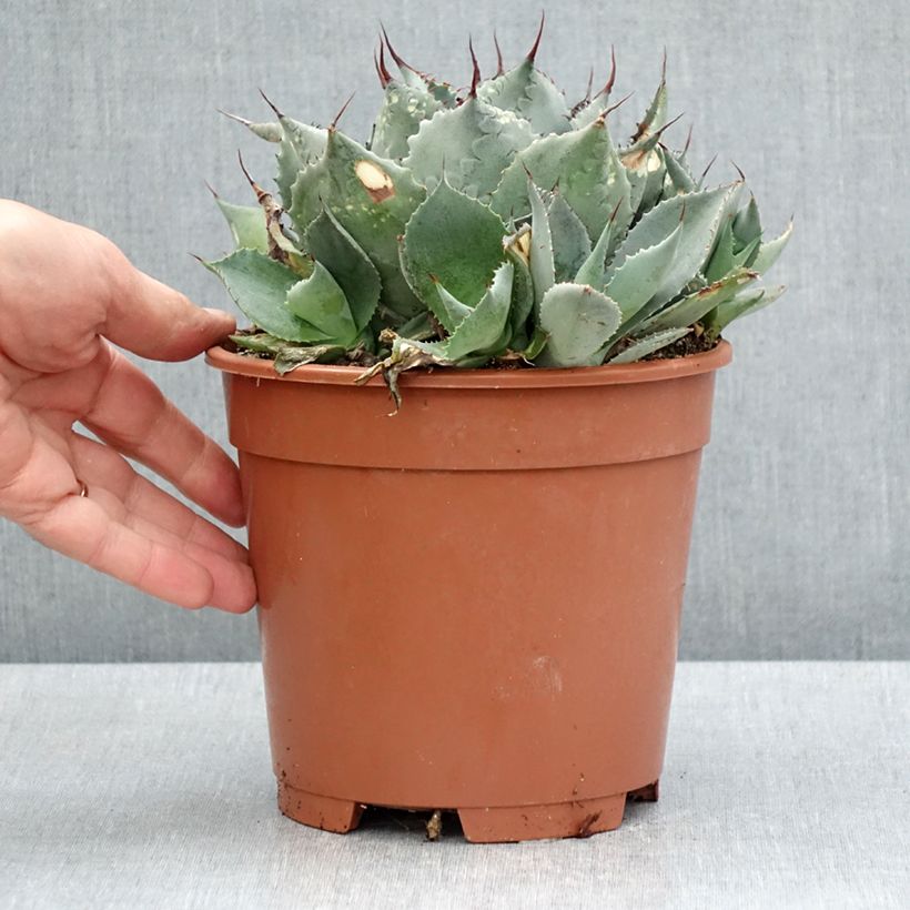 Example of Agave parrasana - Agave chou Pot de 3L/4L as you get in printemps