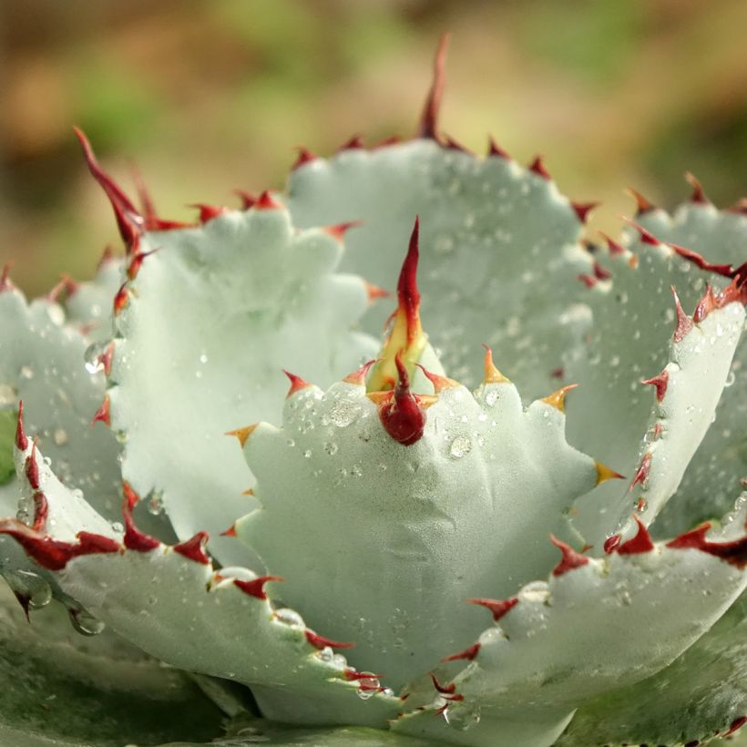 Agave potatorum Kichiokan (Foliage)