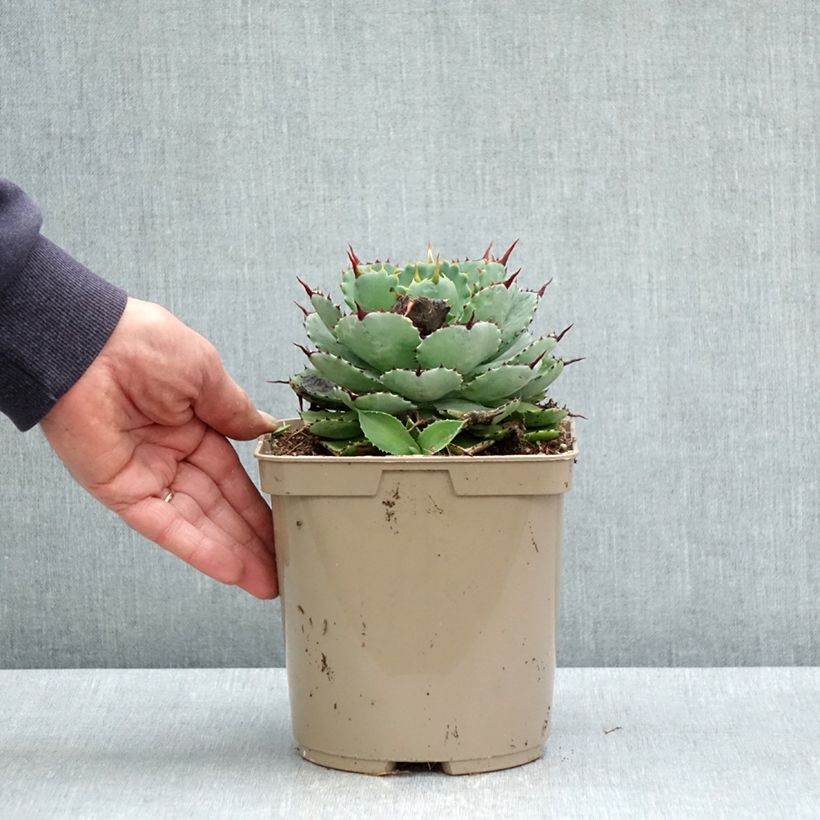 Example of Agave potatorum Kichiokan Pot de 3L/4L as you get in printemps