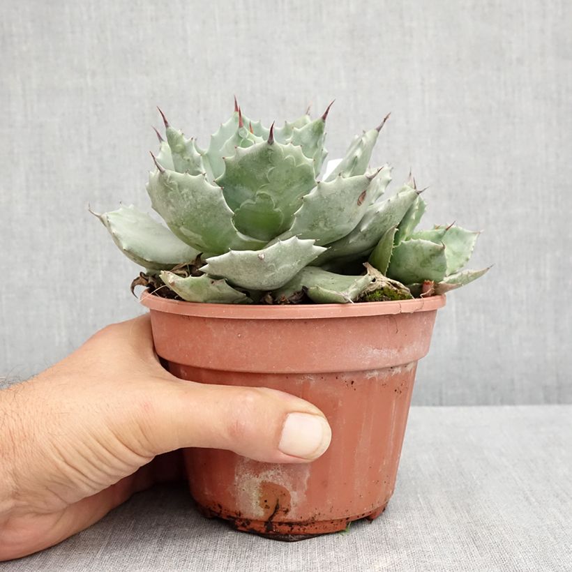 Spécimen de Agave potatorum Pot de 2L/3L tel que livré en été