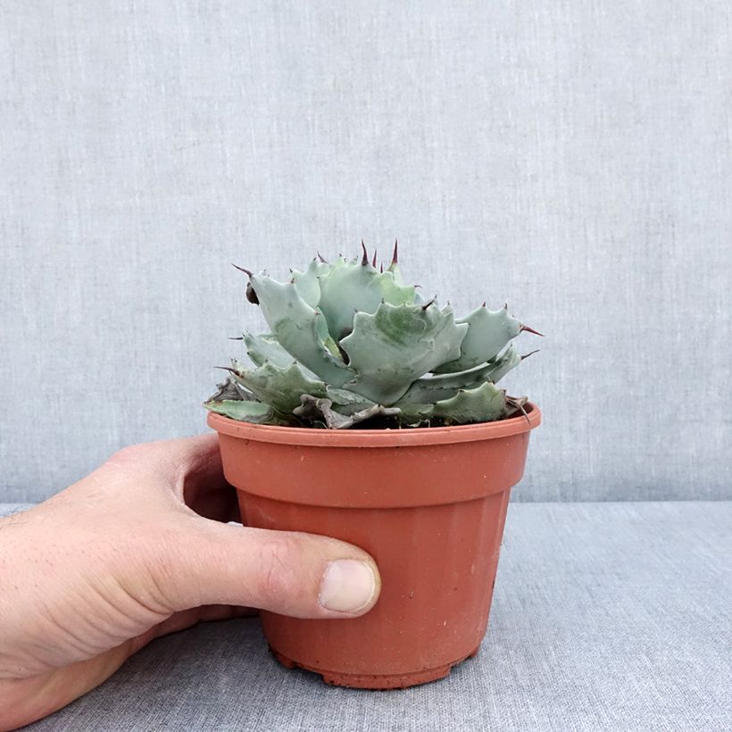 Example of Agave potatorum Pot de 2L/3L as you get in printemps