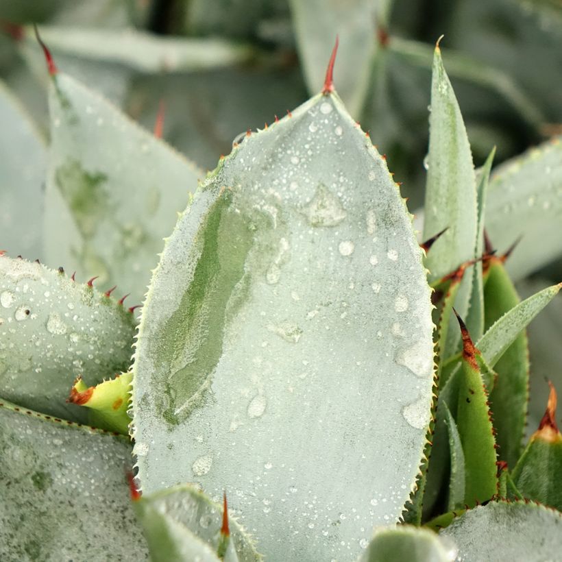 Agave pygmae Dragon Toes (Foliage)