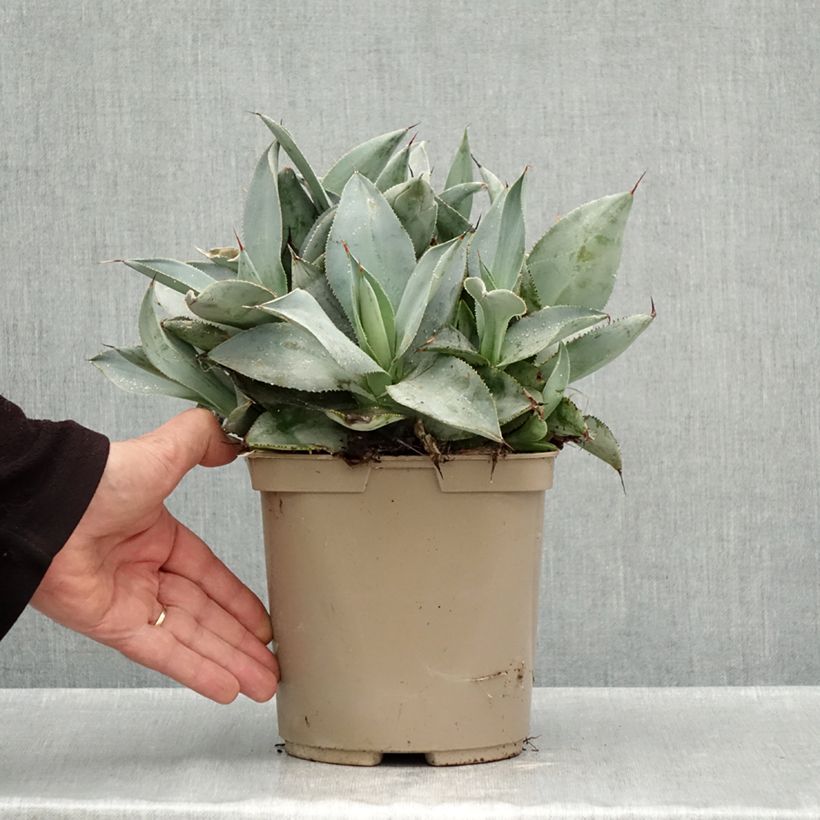 Spécimen de Agave pygmae Dragon Toes Pot de 3L/4L tel que livré en automne