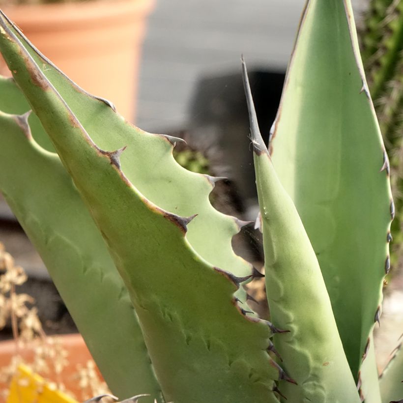 Agave salmiana subsp. crassispina (Foliage)