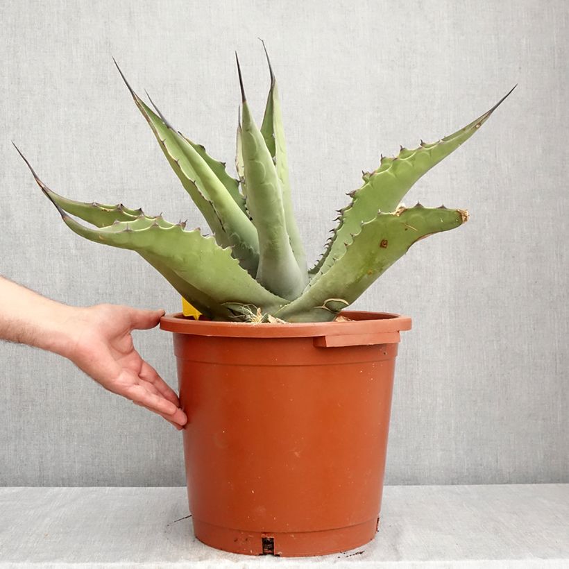 Spécimen de Agave salmiana subsp. crassispina Pot de 12L/15L, 40/50 diamètre tel que livré en été