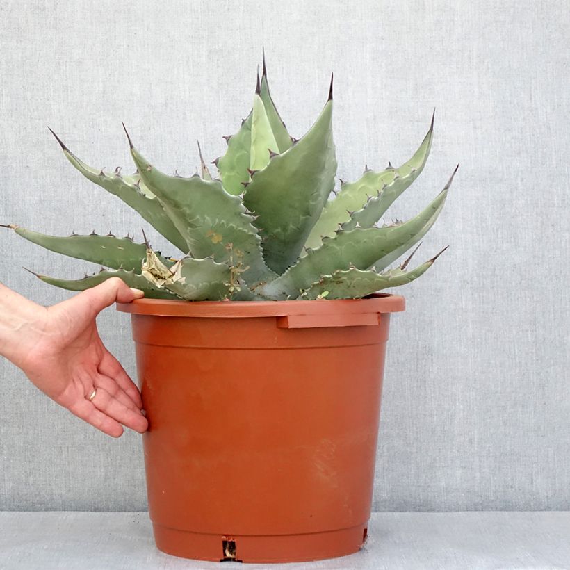 Example of Agave salmiana subsp. crassispina Pot de 12L/15L, 40/50 diamètre as you get in printemps