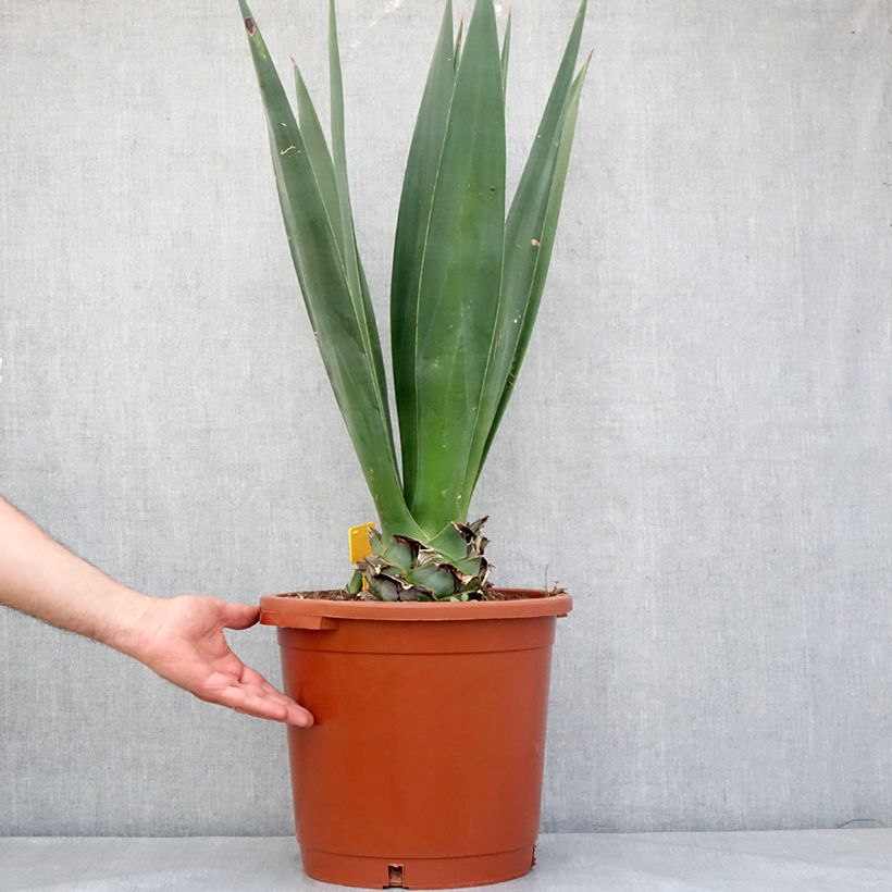 Example of Agave sisalana - Sisal Pot de 12L/15L, 40/50 diamètre as you get in printemps