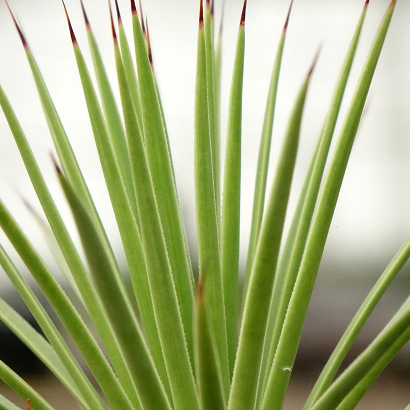 Agave stricta Nana (Foliage)
