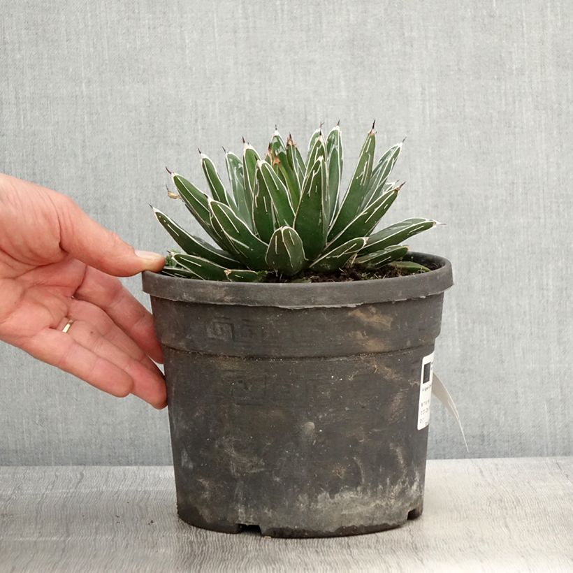 Example of Agave victoriae reginae - Agave de la Reine Victoria Pot de 4L/5L as you get in printemps