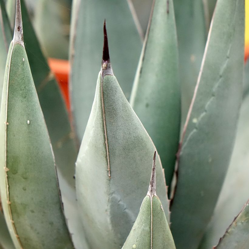 Agave x nigra (Foliage)