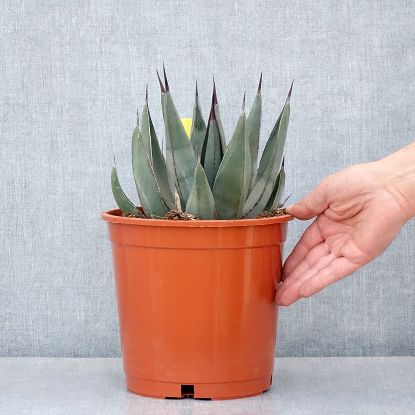 Example of Agave x nigra Pot de 4L/5L, 18/20 diamètre as you get in printemps