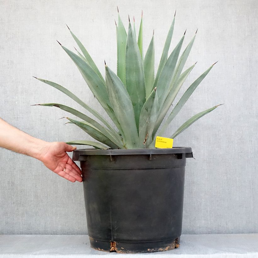 Example of Agave x winteriana Pot de 30L/35L, 70/80 diamètre as you get in printemps