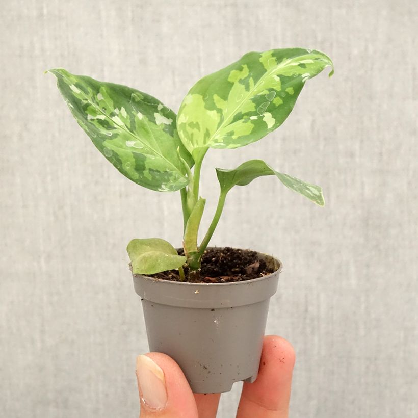 Example of Aglaonema pictum Tricolor Mini-plante as you get in automne
