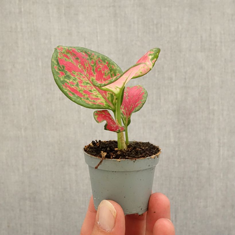 Example of Aglaonema Red Valentine Mini-plante as you get in automne