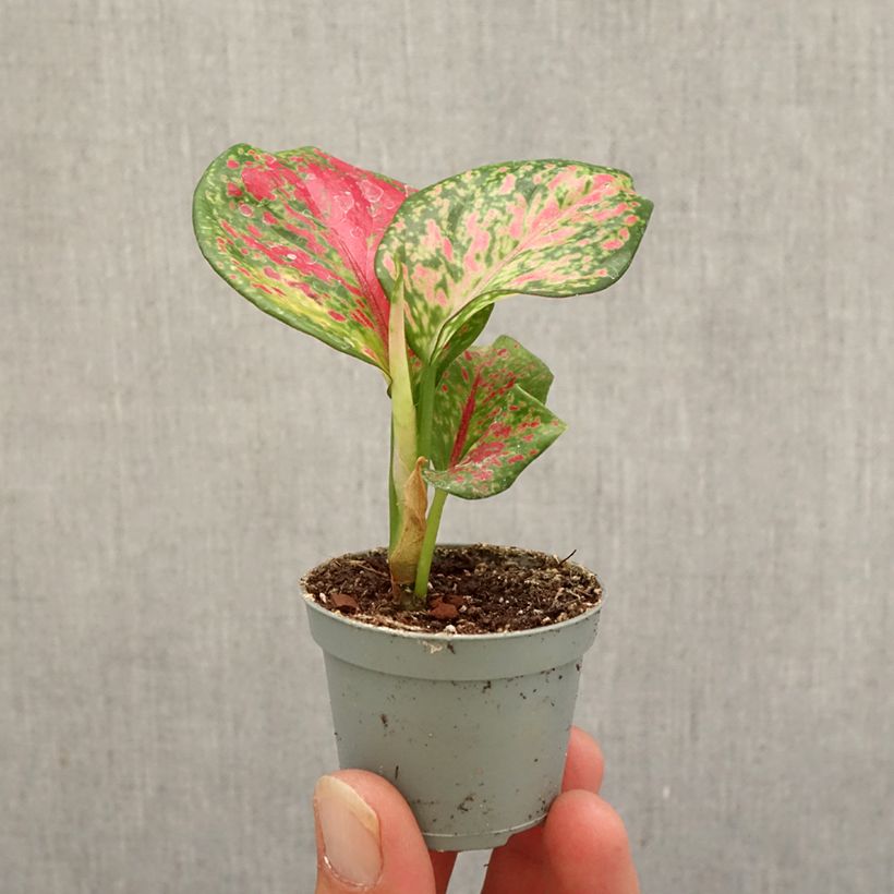 Example of Aglaonema Red Zircon Mini-plante as you get in automne