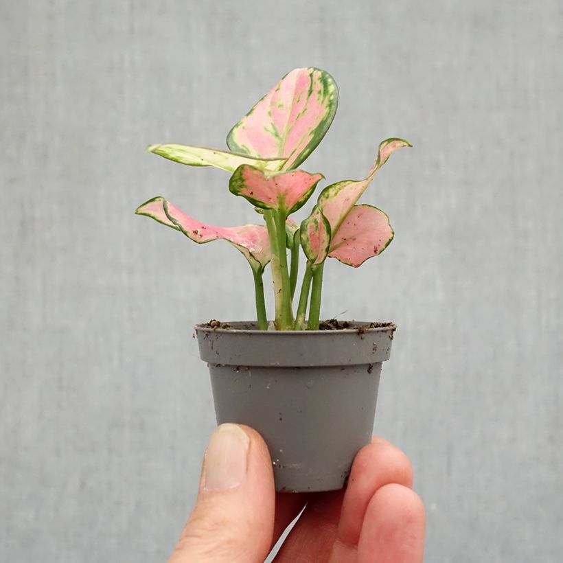 Example of Aglaonema Rich Red Mini-plante as you get in printemps