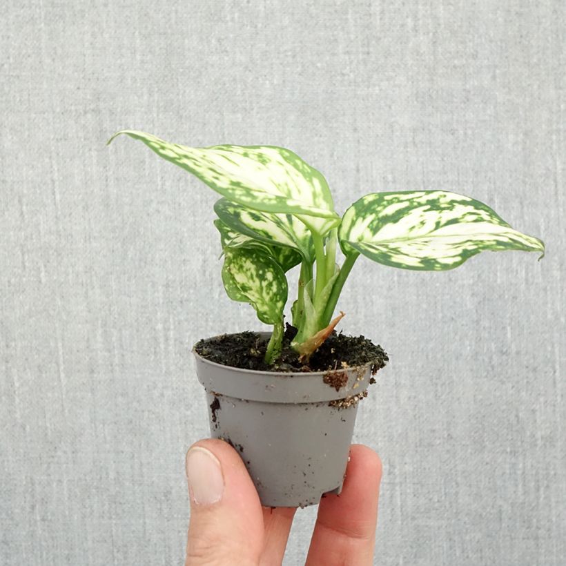 Example of Aglaonema Snowflake Mini-plante as you get in automne
