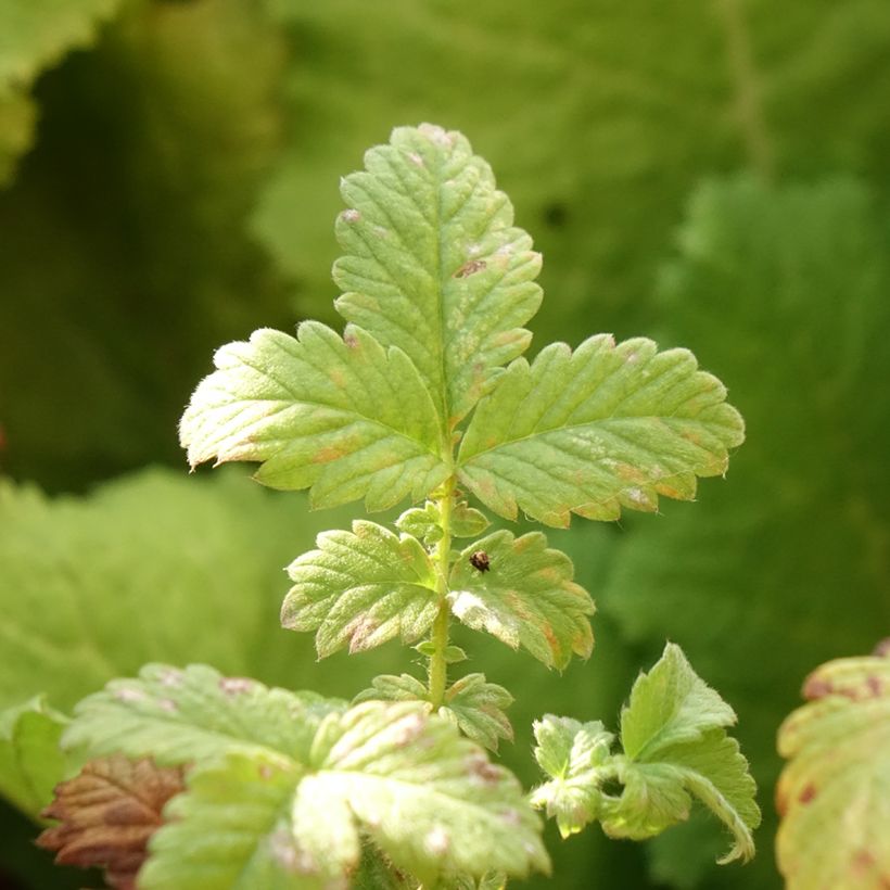 Agrimonia eupatoria Alba (Foliage)