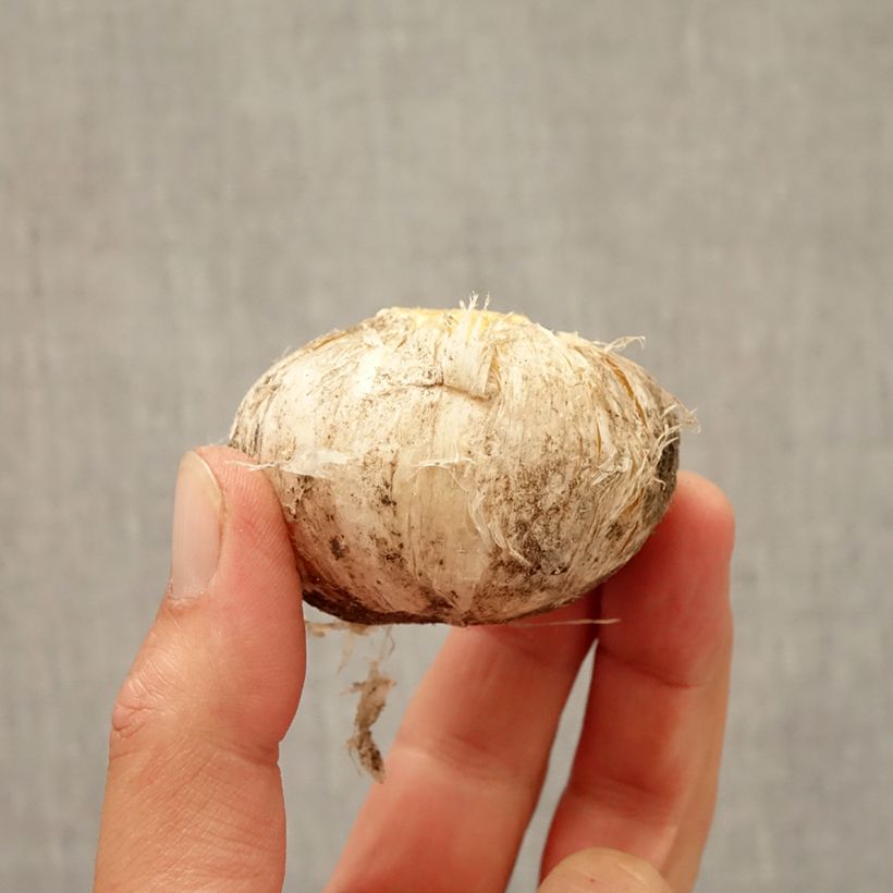 Spécimen de Ail d'ornement - Allium aflatunense Lucy Ball* Bulbe calibre 16/18 tel que livré en automne