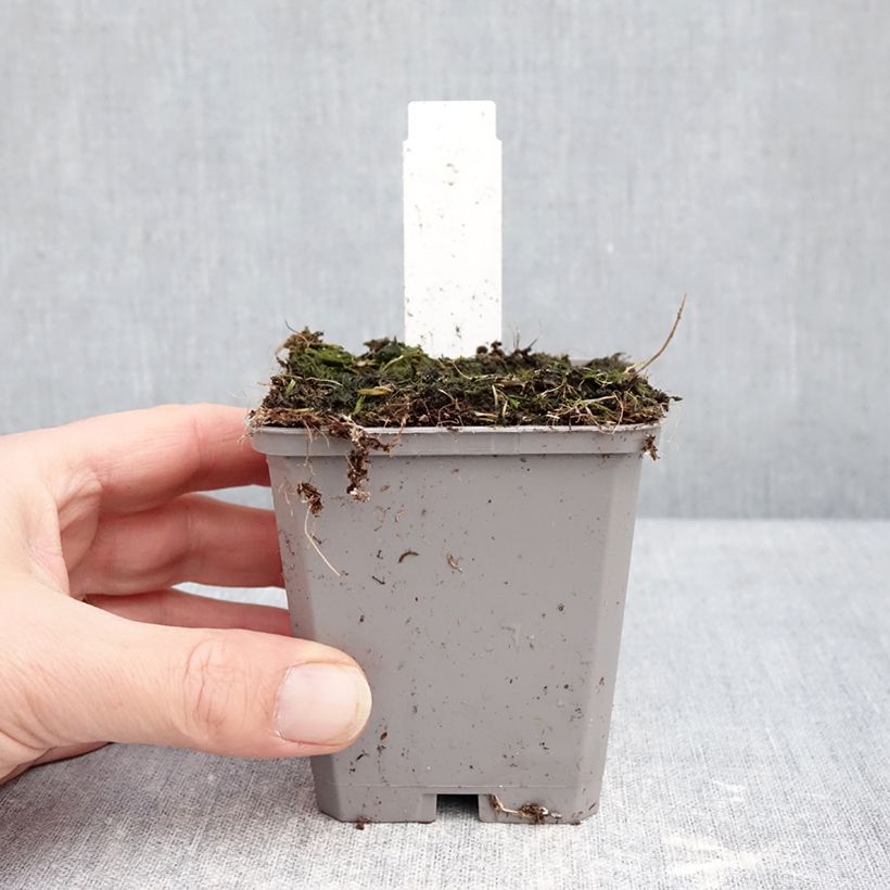 Spécimen de Ail d'ornement - Allium aflatunense Purple Sensation Godet de 8/9 cm calibre 14+ tel que livré en hiver