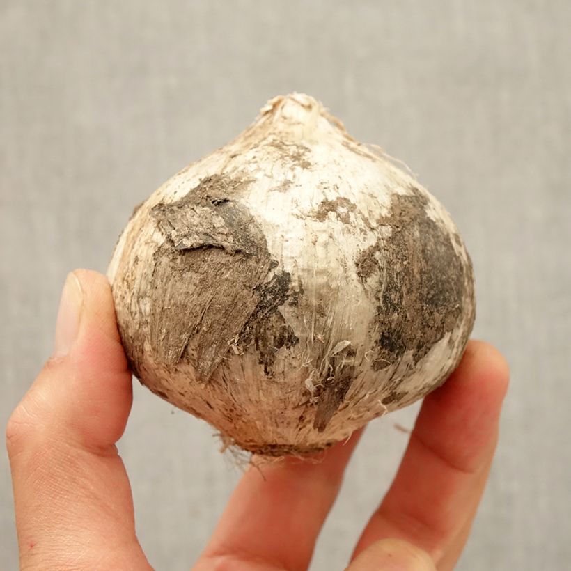 Spécimen de Ail d'ornement - Allium Ambassador Bulbe size 24+ tel que livré en automne