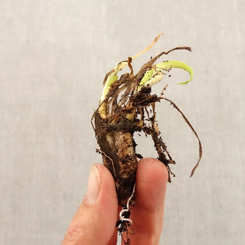 Example of Ail d'ornement - Allium angulosum ou acutangulum Bulbe calibre I as you get in automne