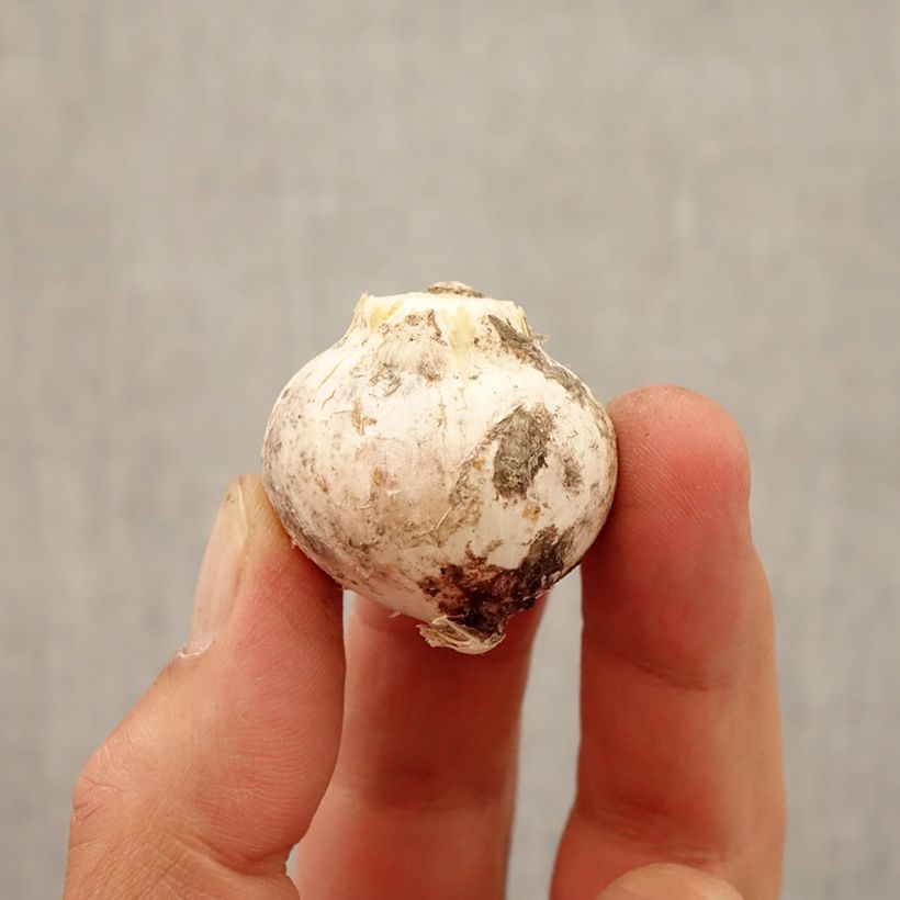 Spécimen de Ail d'ornement - Allium atropurpureum Bulbe calibre 8+ tel que livré en automne