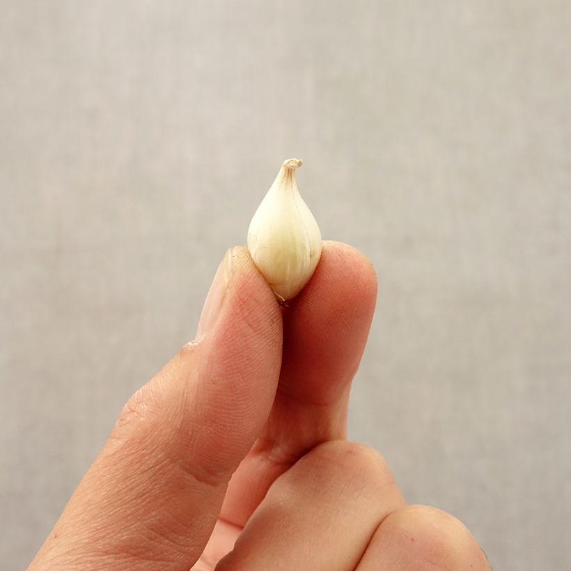 Spécimen de Ail d'ornement - Allium caesium Bulbe calibre 5+ tel que livré en automne