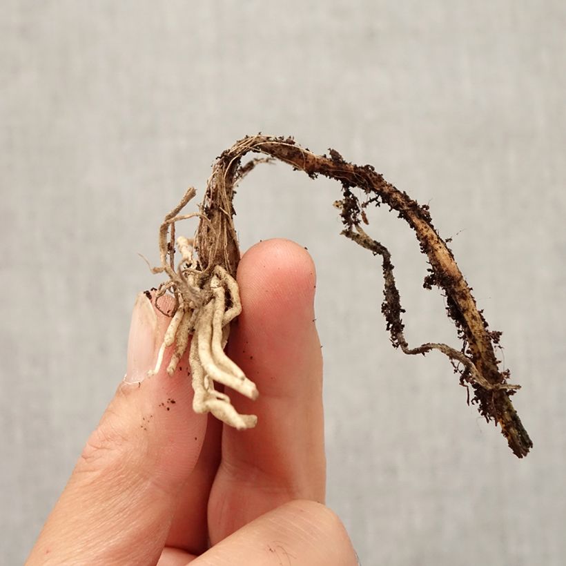 Spécimen de Ail d'ornement - Allium cyathophorum var farreri Bulbe calibre I tel que livré en automne