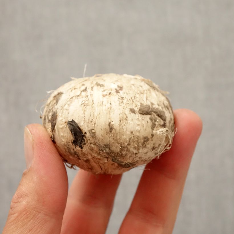 Spécimen de Ail d'ornement - Allium Early Emperor Bulbe calibre 14+ tel que livré en automne