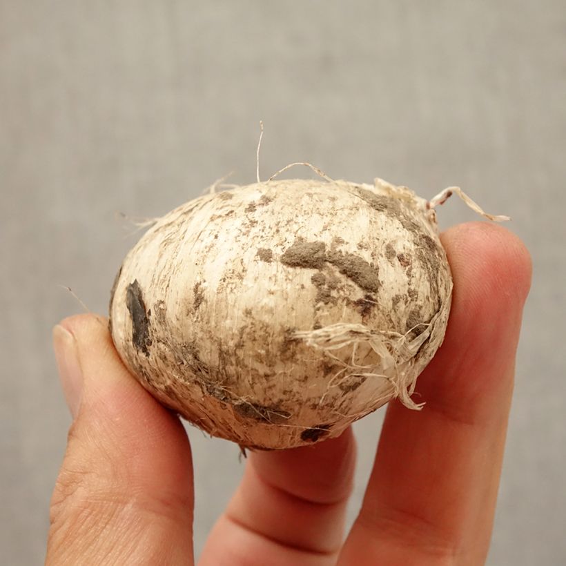 Spécimen de Ail d'ornement - Allium Forelock Bulbe calibre 14+ tel que livré en automne