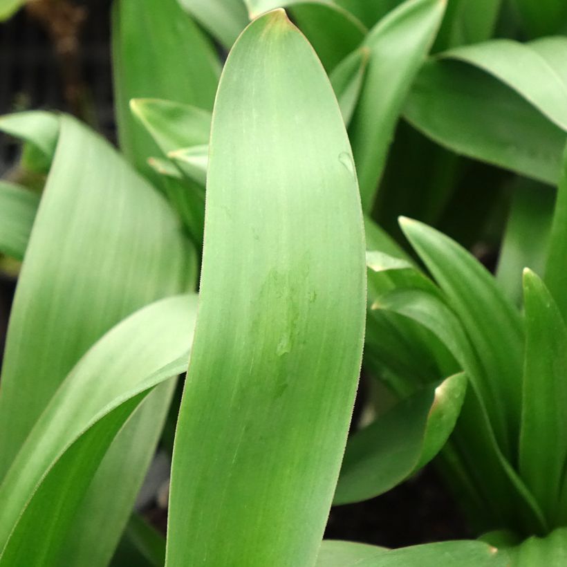 Ail d'ornement - Allium giganteum (Feuillage)