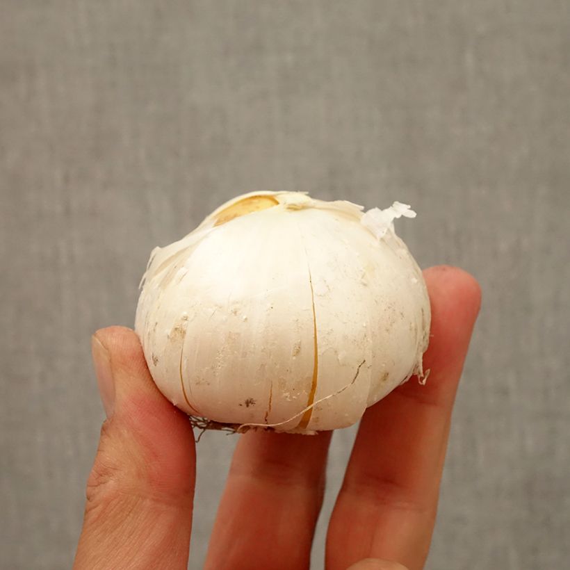 Example of Ail d'ornement - Allium Gladiator Bulbe calibre 20+ as you get in automne